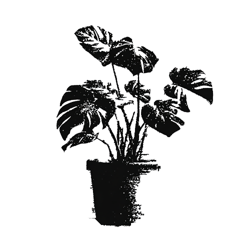 Monstera icon